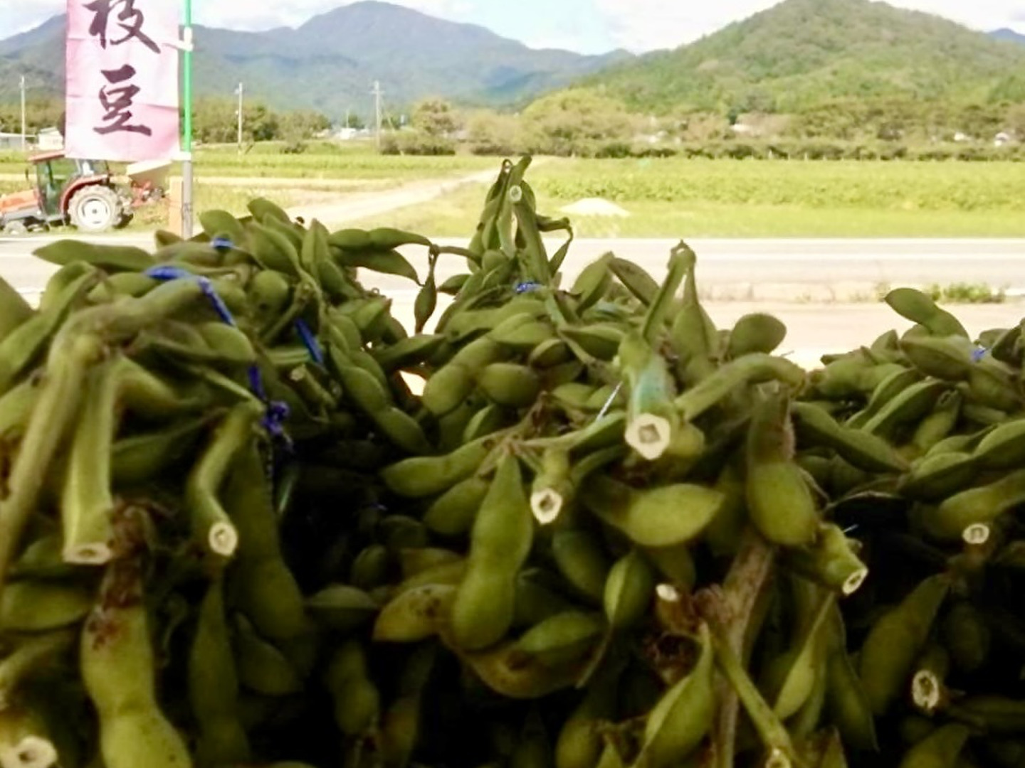 中盤】能勢産○丹波黒枝豆500g○さやのみ○R7年産先行予約：大阪
