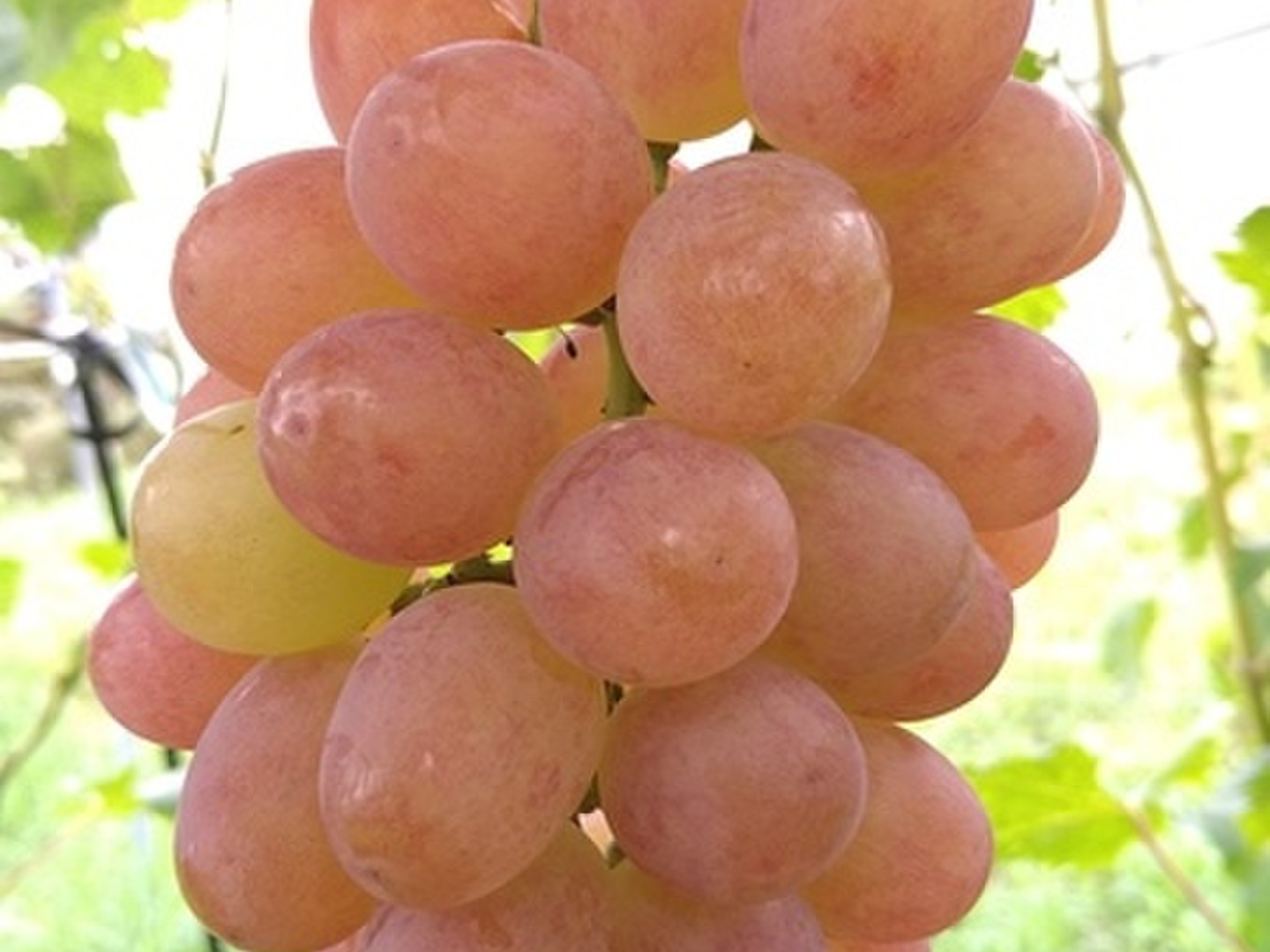 ヌーベルローズ　大苗 1本　２年生　ウイルスフリー 5BB接木 ぶどう | 苗木部 本店 By 花ひろばオンライン