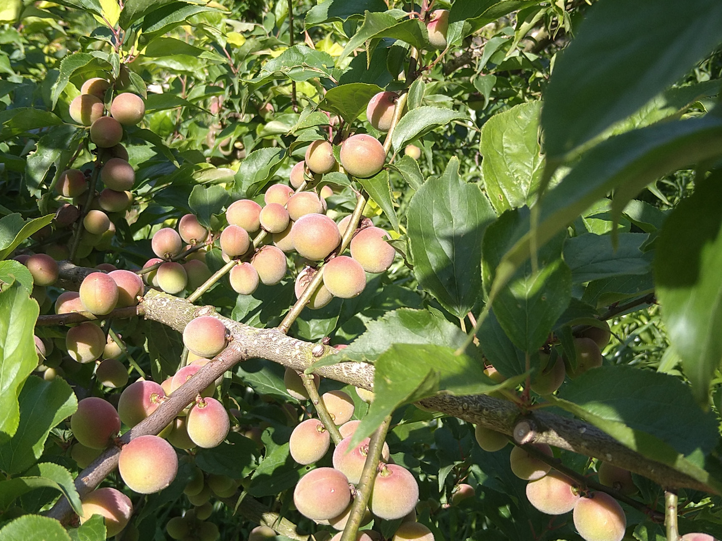七折小梅2L 七折産10kg常温陸送便：愛媛県産の七折｜食べチョク