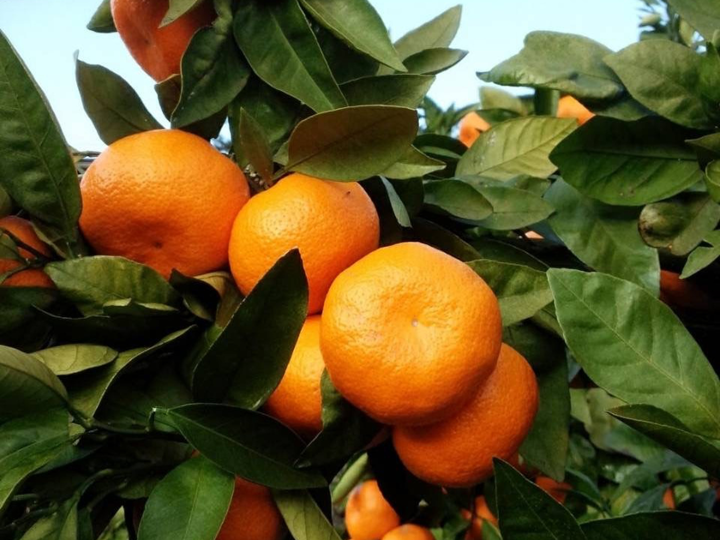 農薬・化学肥料不使用】神奈川産 大津みかん 10kg (訳あり)：神奈川県