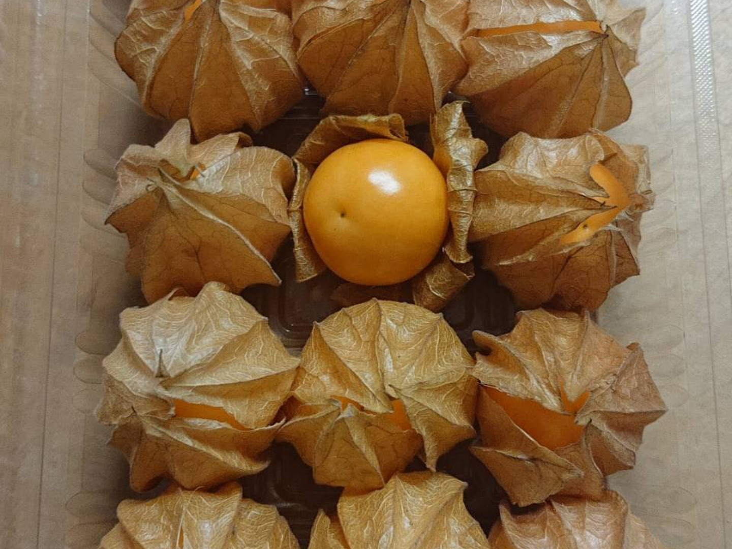 【ネット限定】 挿し穂 食用ほおずき 挿し木 （食用 ネコポス箱 根なし 挿し枝 果菜