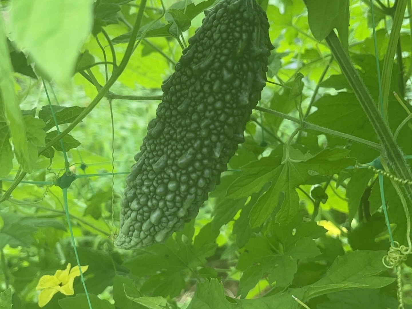 春先取りの a2760b7442ba9d291c20da3f2b0883 野菜