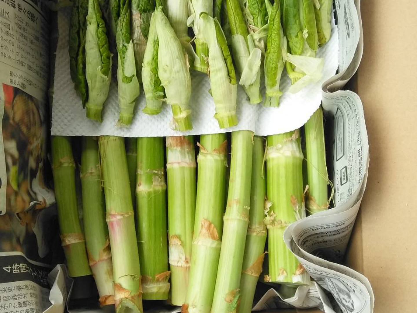 芸能人愛用のルームウェア ab48761a2e152a60426aa0d9c8ef3f 野菜