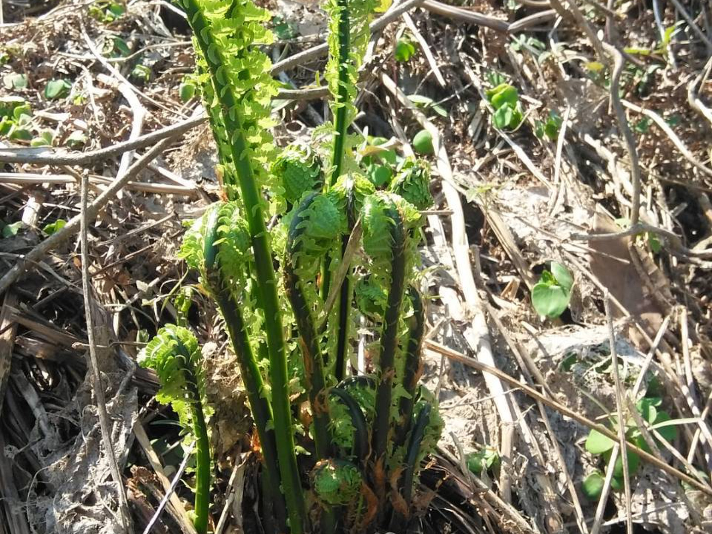 先行予約❮天然山菜❯ 青こごみ 500グラム：山形県産のこごみ