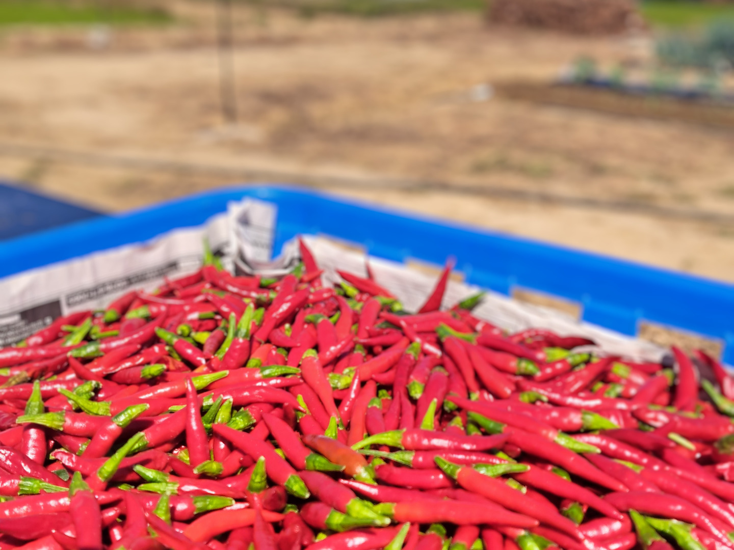 赤生、唐辛子(鷹の爪)🌶️：兵庫県産の鷹の爪｜食べチョク｜産地
