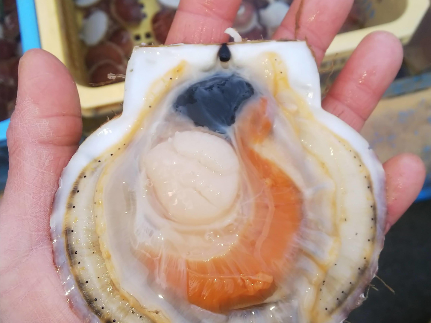 青森県むつ湾ホタテ2年貝 5kg：青森県産のホタテ｜食べチョク