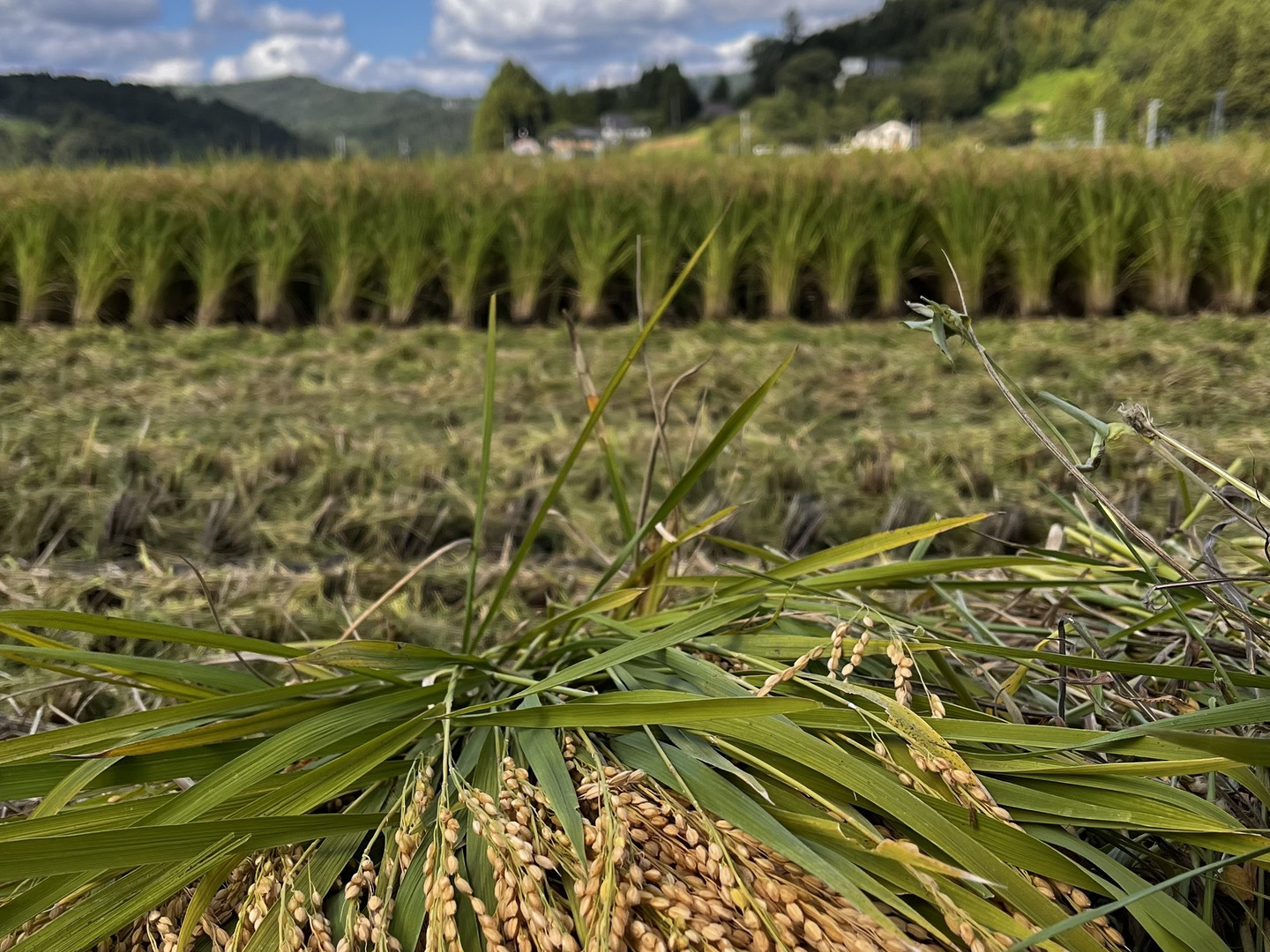 おうたび ひとめぼれ 30kg ひとめぼれ 米 玄米 30kg 30kg×1袋 令和6年産 岩手県産 精米無料