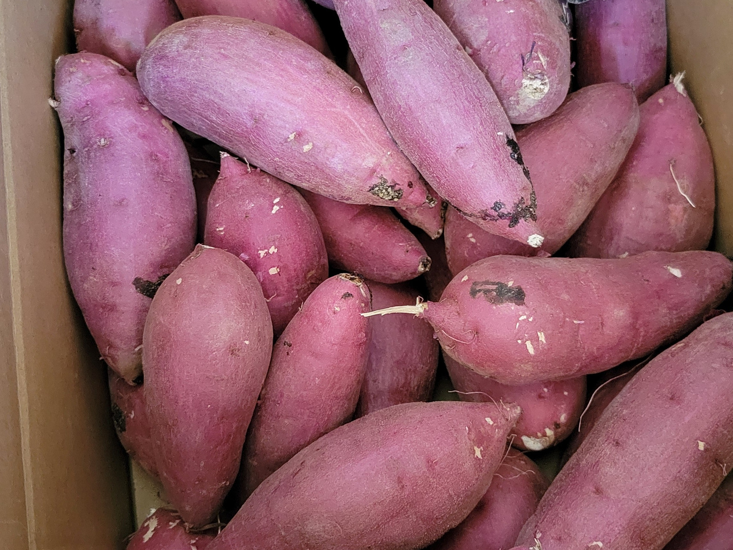 さつまいも るんるん ねっとり甘い！熟成紅はるか Sサイズ 5kg さつまいも：茨城県産