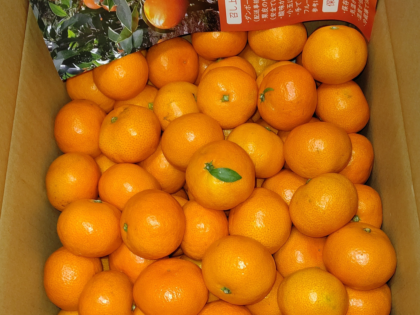 家庭用】愛媛みかん 11kg(小玉サイズ) ひとくちで恋する♡濃い味