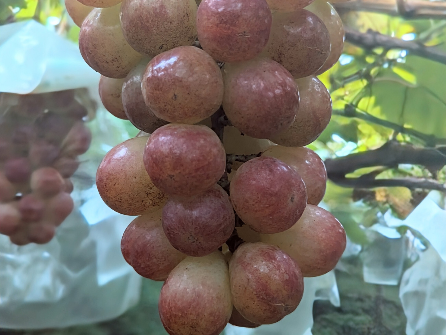 フクミミ様専用 青森岩木山産 山葡萄 皮 樹皮 約3kg