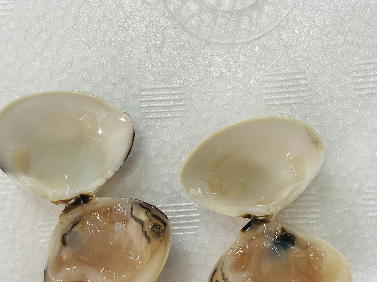 格安即決 小型はまぐり1キロ 中はまぐり1キロ：千葉県産のハマグリ｜食べ 魚介