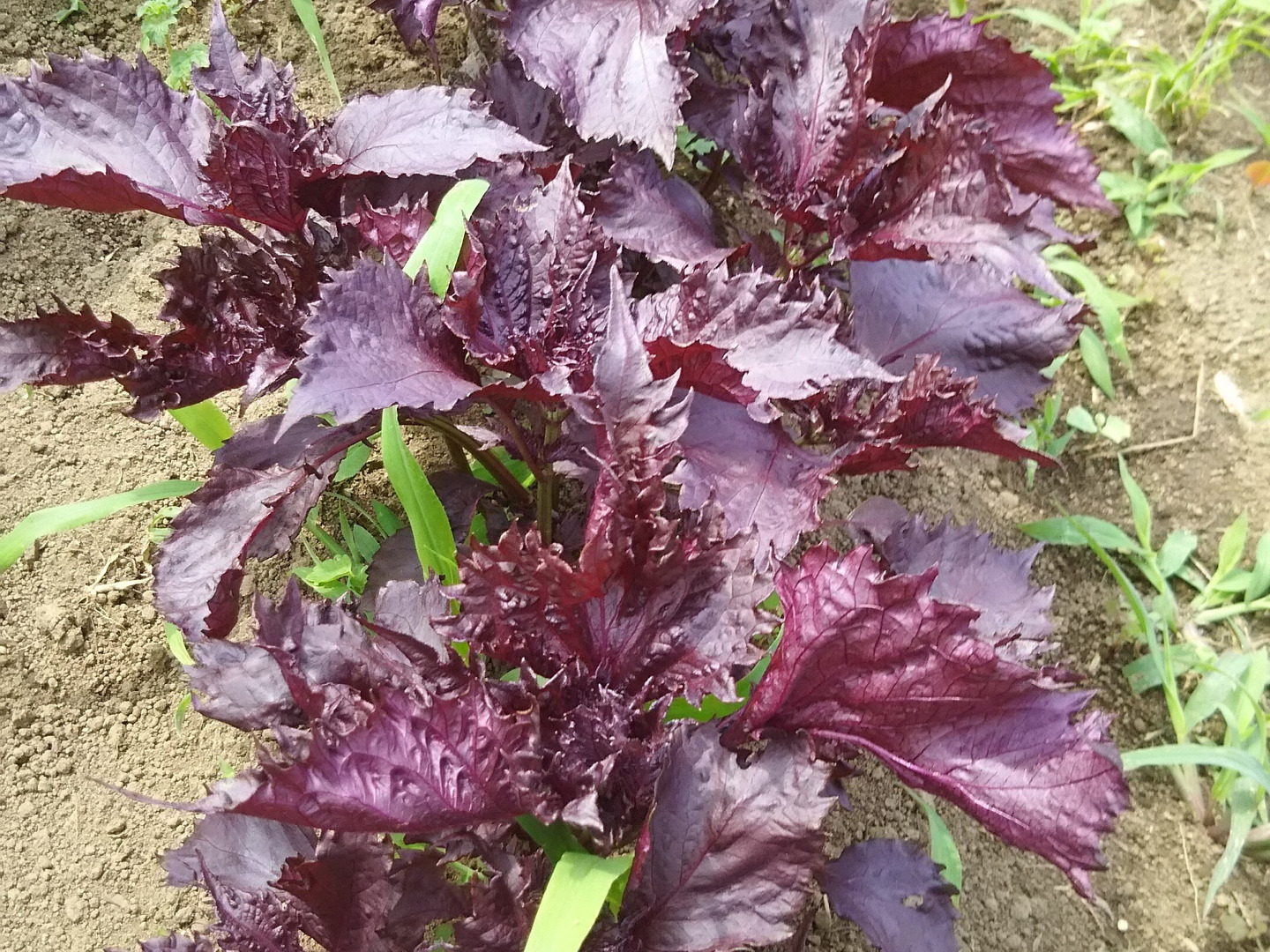 赤紫蘇30枚つき🌿農薬と化学肥料を使わないで育てた野菜セット🌰【数量