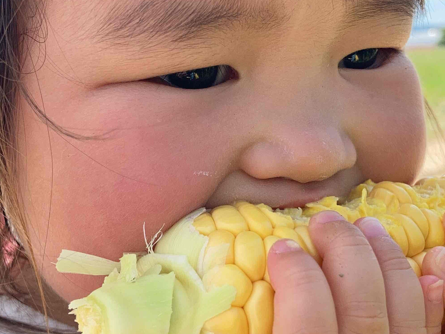 ☆限定100本☆ 4代続く農家が栽培 生でもおいしい「山城の
