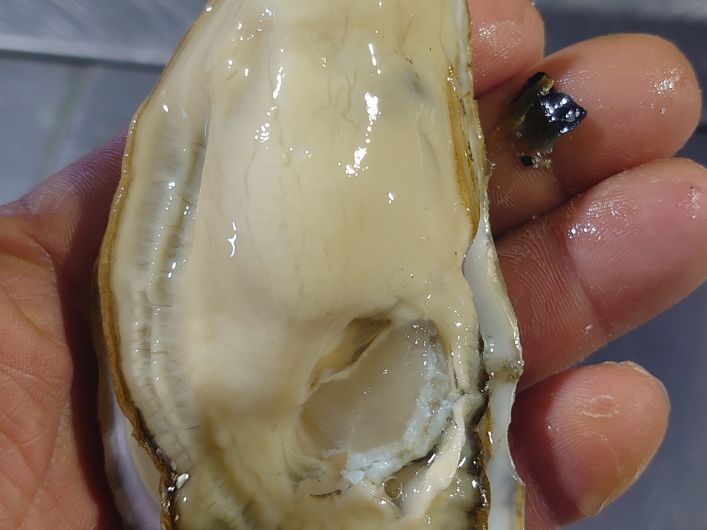 さつきにゃん　牡蠣5キロ imgrc0078960615.jpg?fitin=272:272