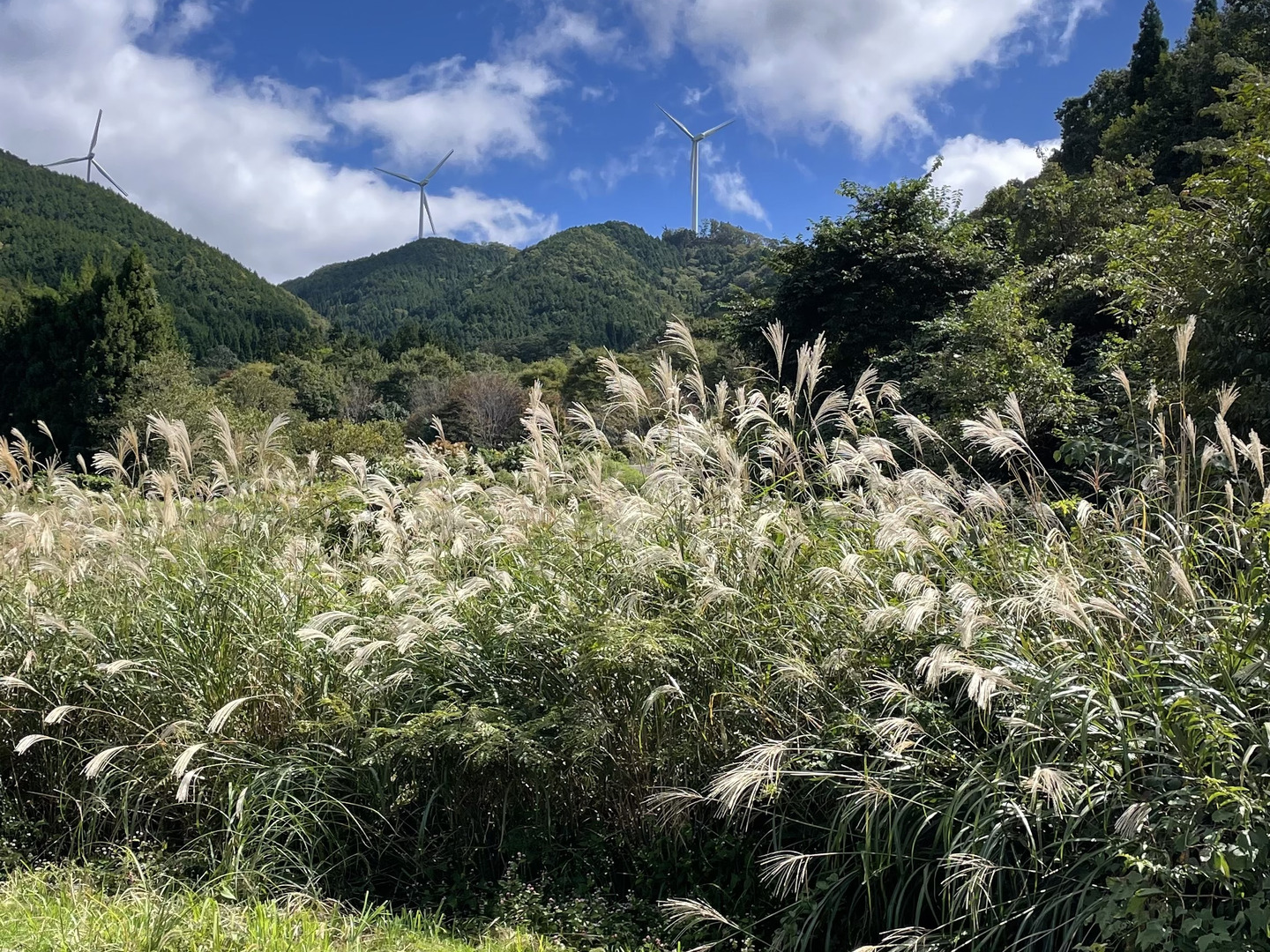 大粒 白大豆 15キロ 奈良県産 大粒 白大豆 15キロ 奈良県産