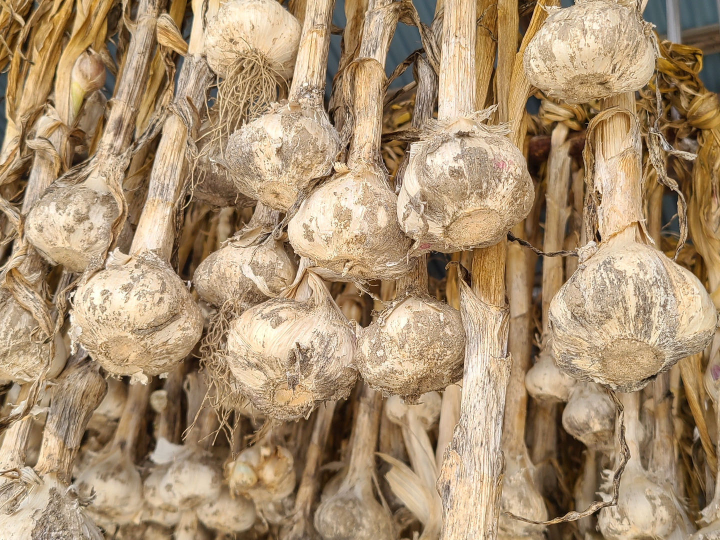 訳あり・お得用】にんにく約1kg(栽培期間中:農薬・化学肥料不使用
