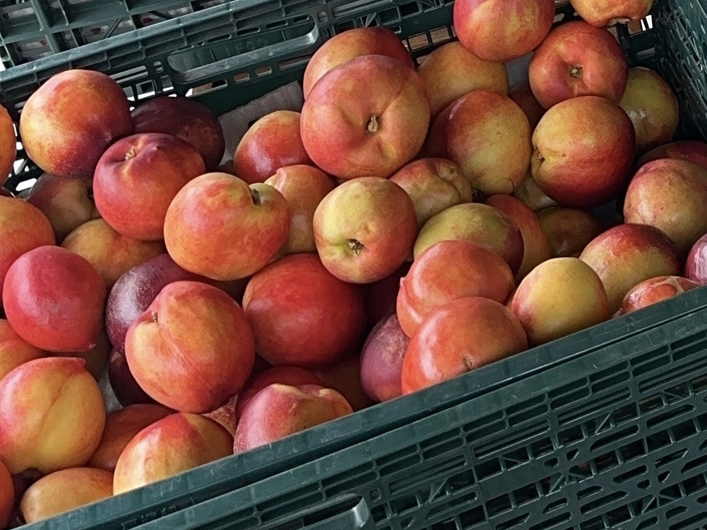 ネクタリン 2kg ＋杏子4kg クール　#5 家庭用※ジューシーで甘酸っぱい！！夏にピッタリな『ネクタリン