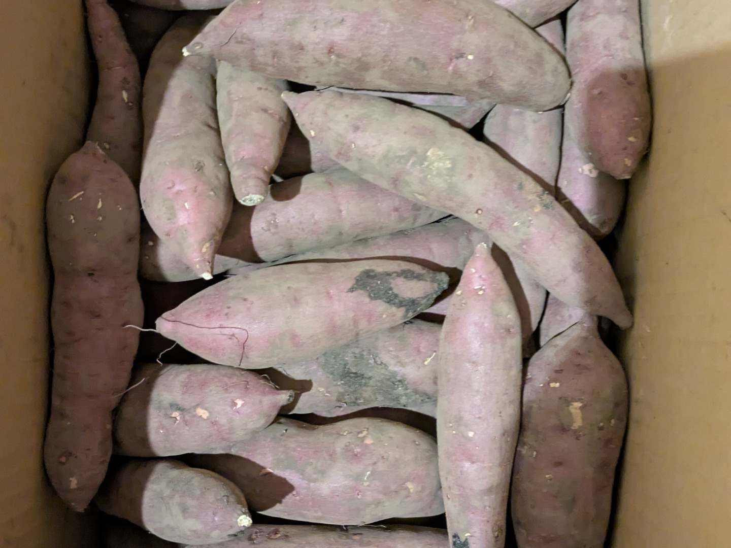 格安人気 ⭐︎10kg⭐︎熟成！蜜たっぷり紅はるか♪Sサイズ：茨城県産のべ 野菜
