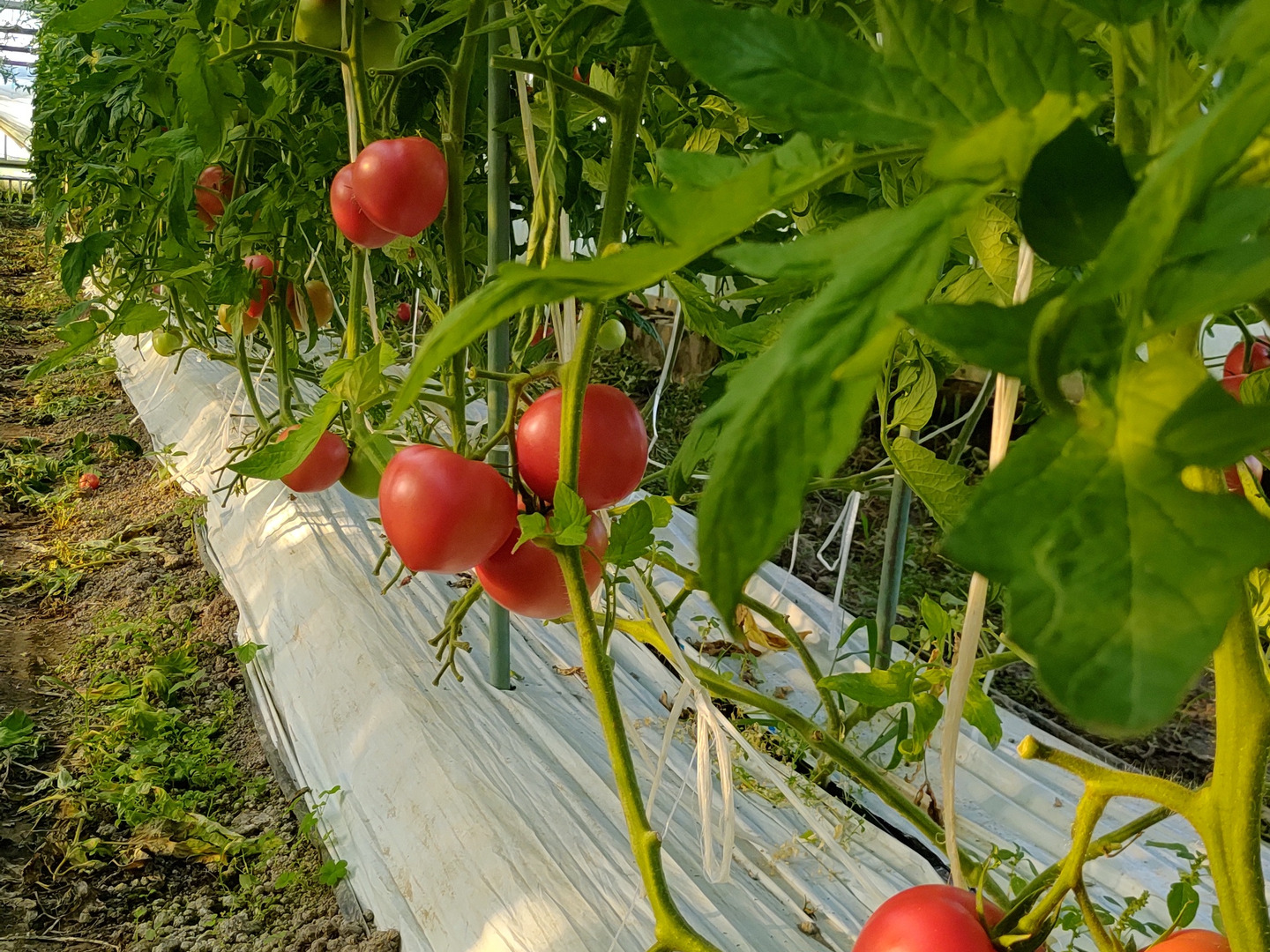 夏の王様トマト🍅始まりました♪ 赤熟もぎりの【麗月】小玉11