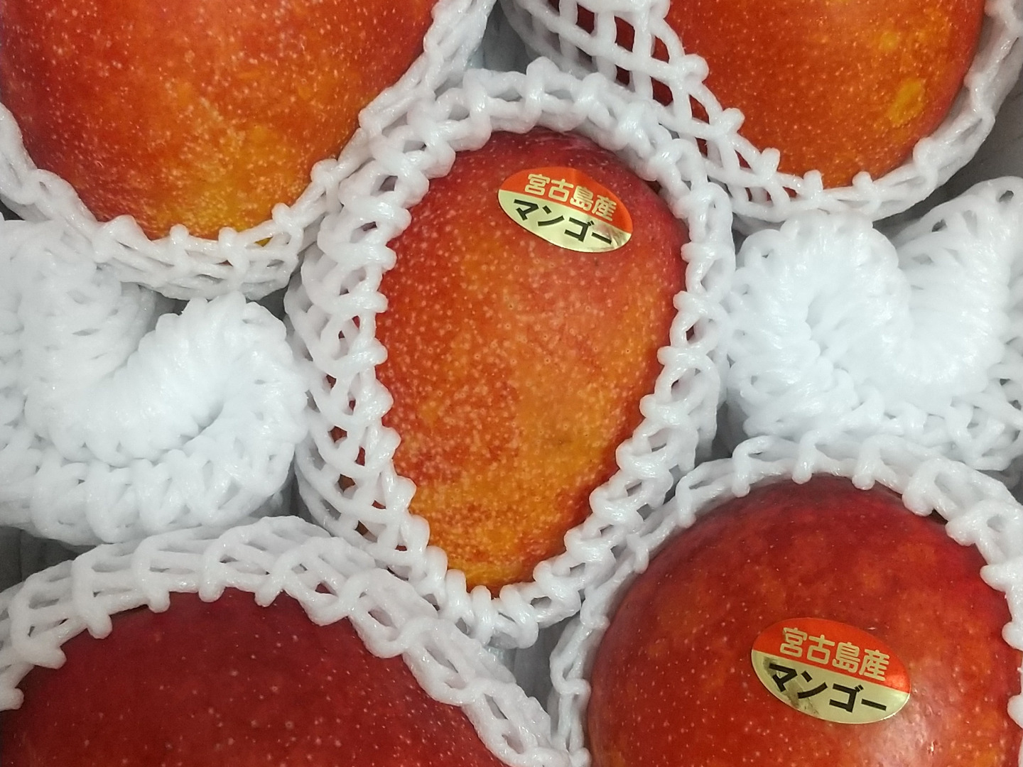 在庫処分 半額 宮古島産マンゴー（ご家庭用2kg／4〜6玉）【沖縄・宮古島産 フルーツ