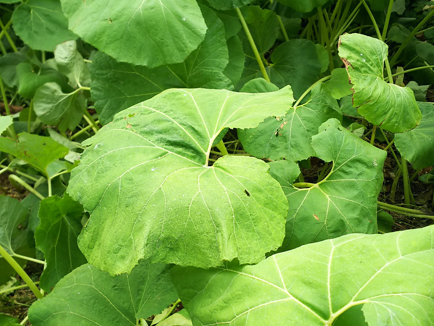 お得セット 柔らかくみずみずしい【朝採り】 水蕗 フキ：山形県産のフキ 野菜
