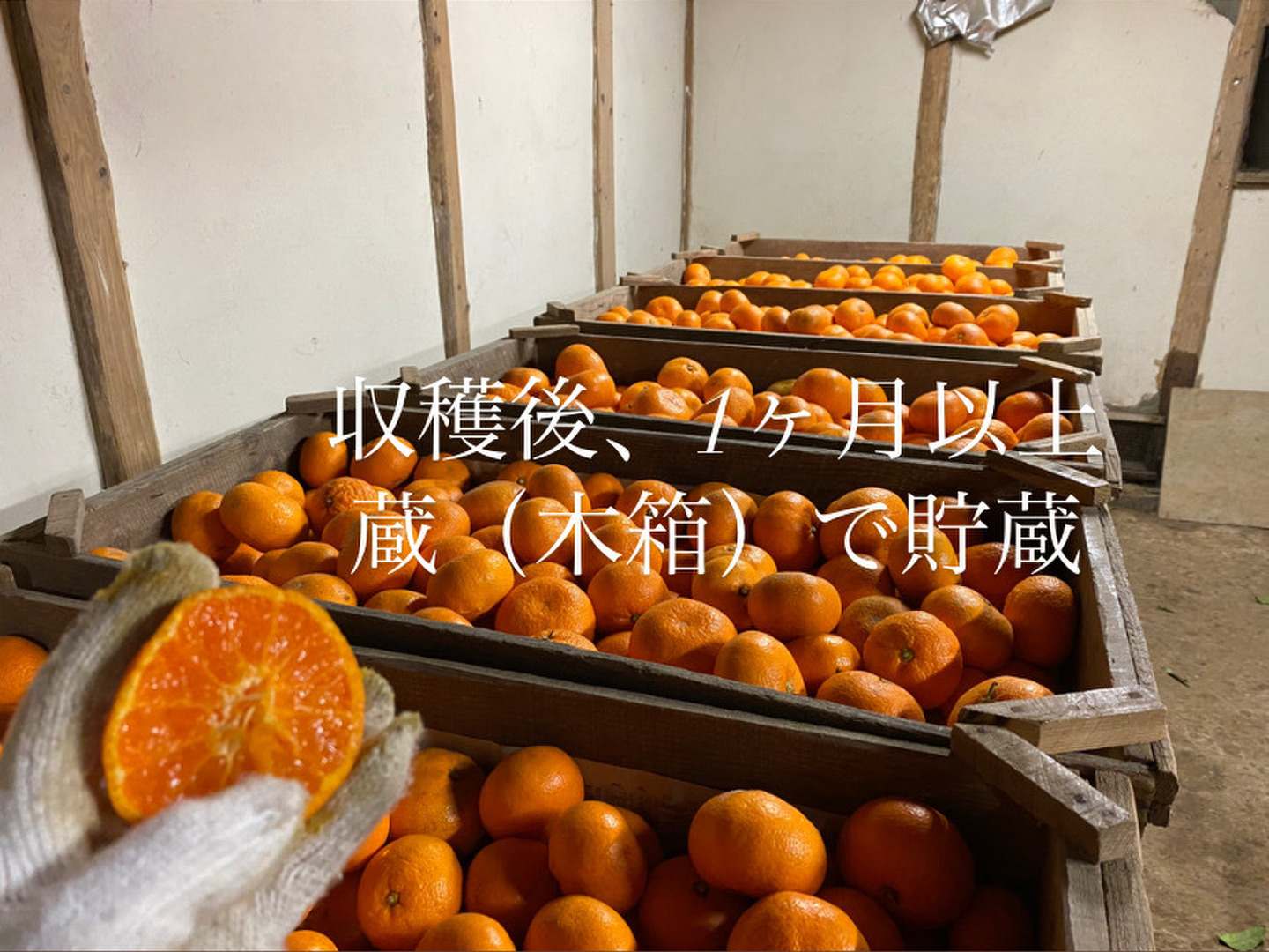 セール 海外 幻のみかん】蔵出しみかん サイズ混合 10kg：熊本県産のみかん 果物