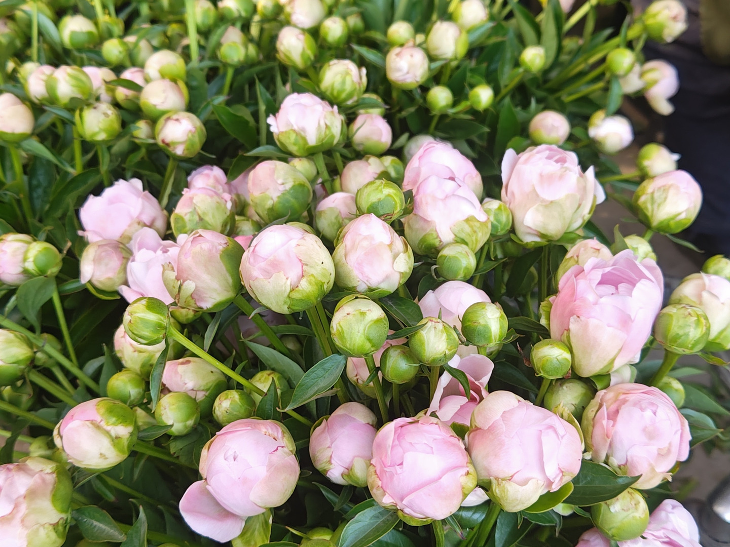 【即日発送】 芍薬の苗 2芽以上 5号鉢：埼玉県産の花・植物｜食べチョク｜産地 花
