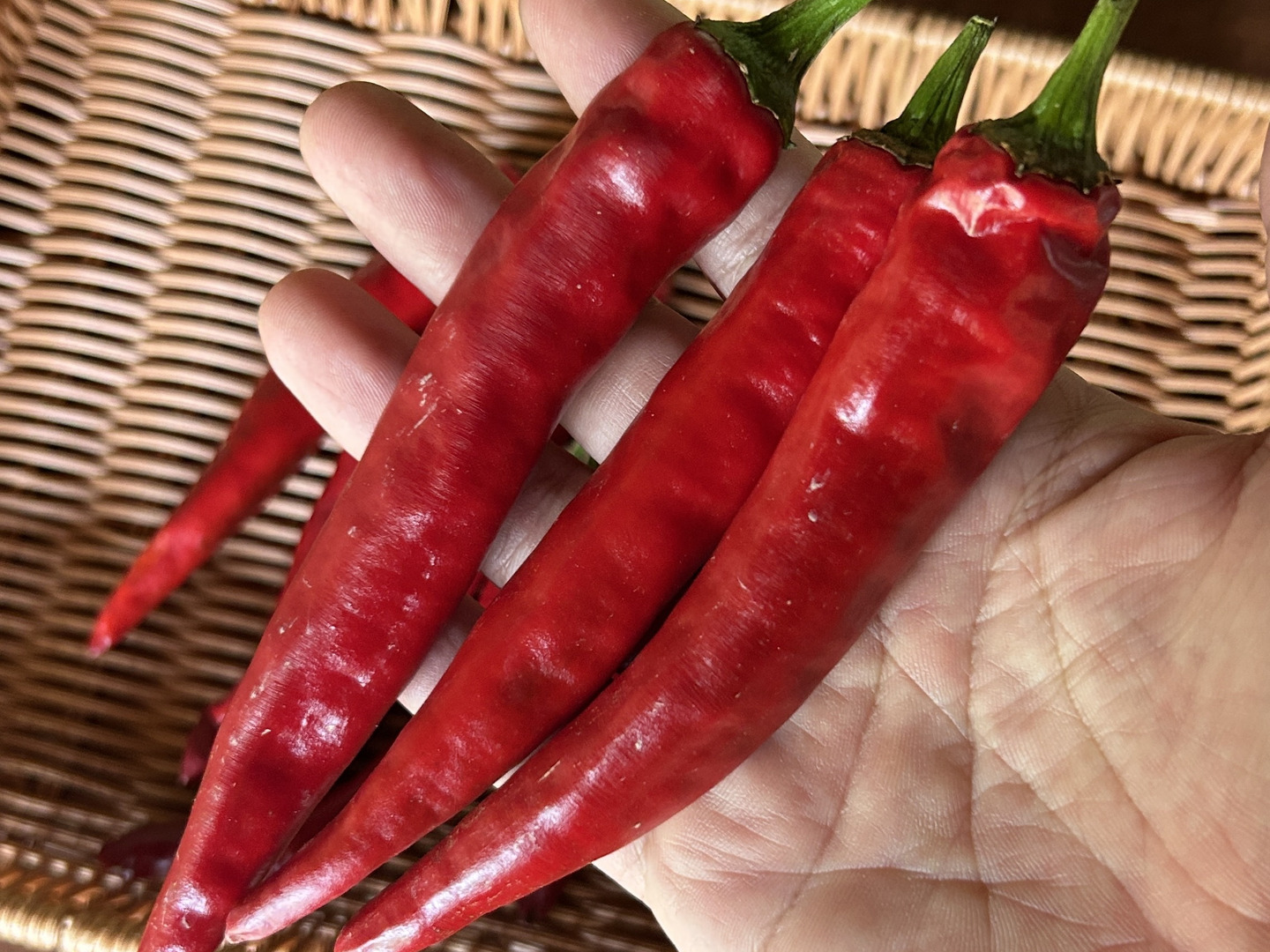 採れたて発送】愛知県 豊田市旭産 韓国唐辛子（赤） 500g：愛知