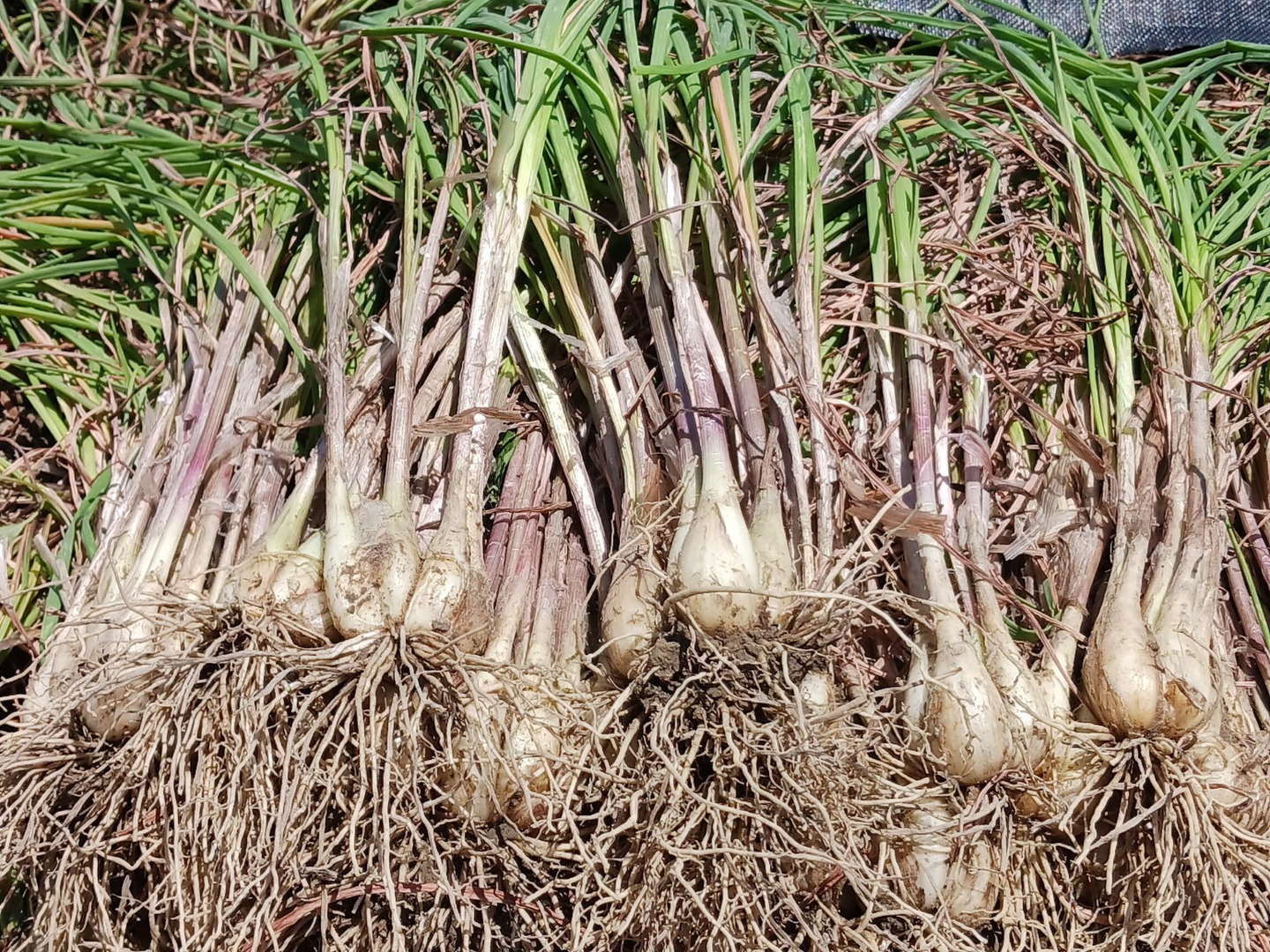 採れたて　赤らっきょう　5kg （箱込）農家直送 楽天市場】らっきょう 産地 直送の通販