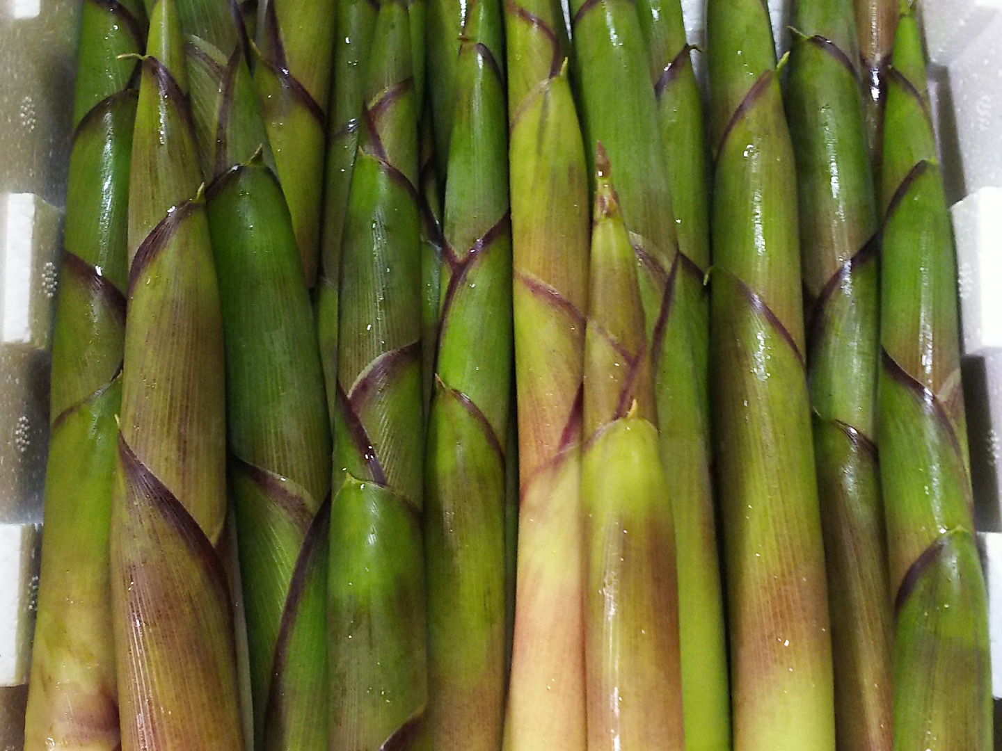 爆買いしたい 天然山菜】月山筍 3㎏ 【朝採り】：山形県産のその他たけのこ 野菜