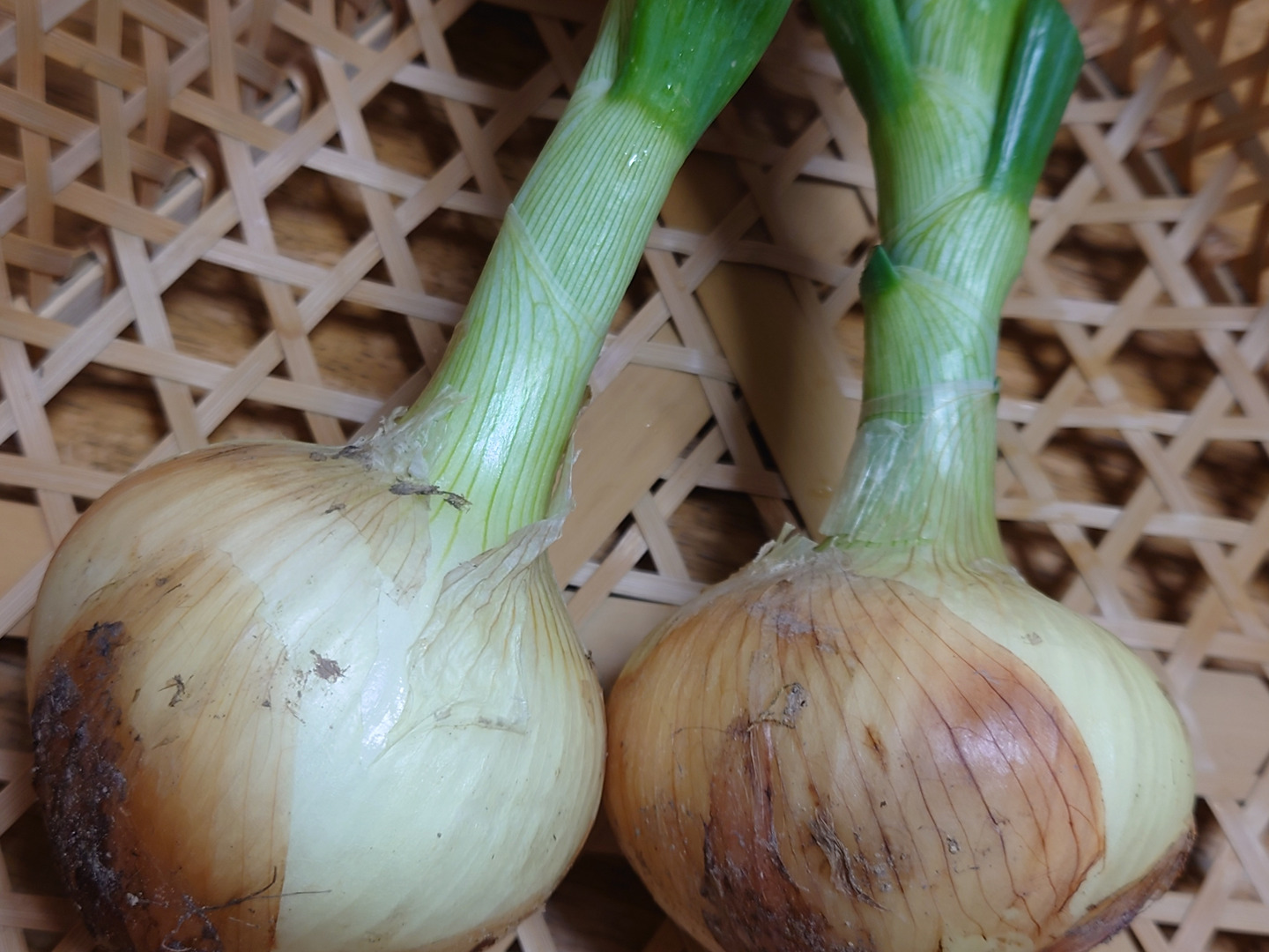 デパート 送料無料 有機JAS】甘みたっぷり♪オーガニック 新玉ねぎ4kg：愛知県産の 野菜