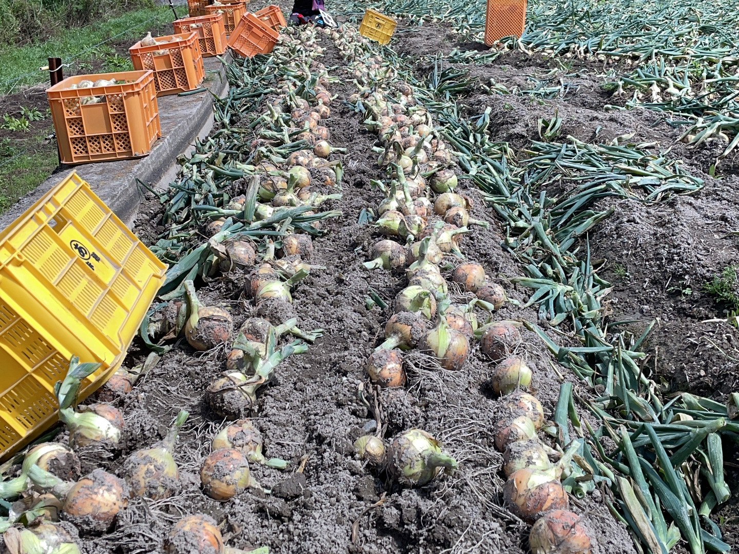 るー 産地直送玉ねぎ10キロ 自然栽培 九代目園主が育てた！】完熟淡路島さとたまねぎ（10キロ）：兵庫