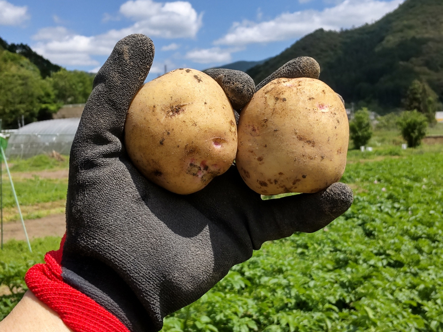 新鮮‼️徳島産新じゃがいもキタアカリMサイズ20キロ 新じゃがいも キタアカリ 20kg箱込 50-100 郵 徳島県産 農家直送