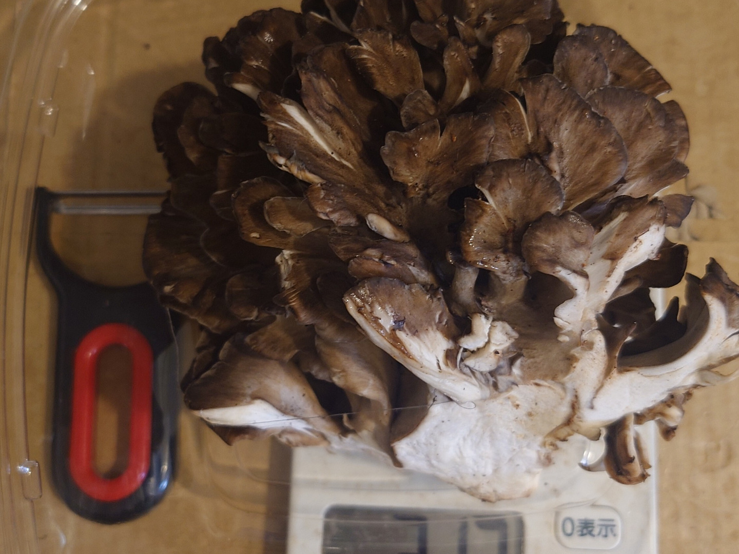 秋田県産天然黒舞茸2㎏ 秋田華まいたけ® | 秋田十條