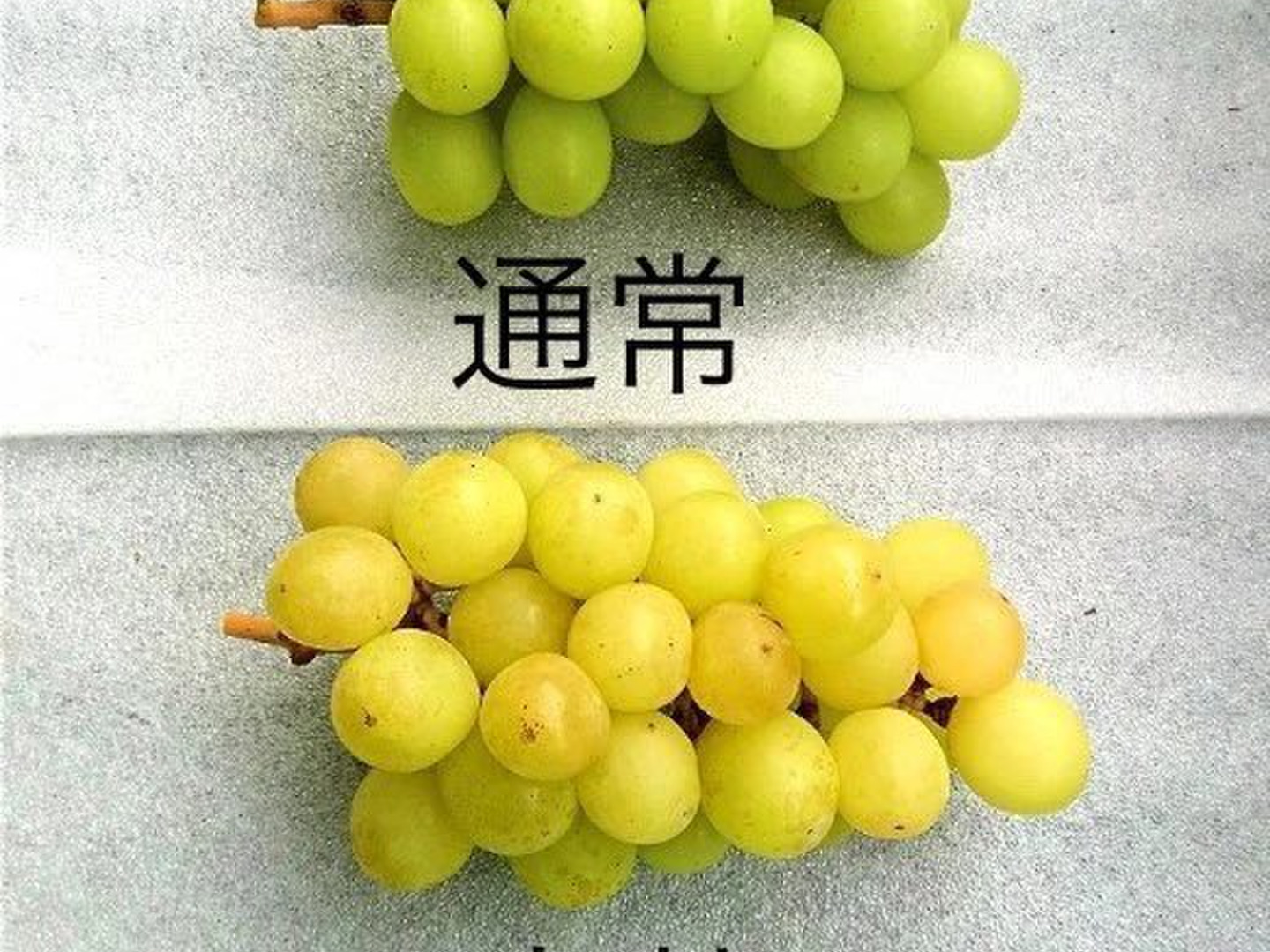 ☆糖度18～20度☆ジャンク☆山梨県産 シャインマスカット 2kg☆