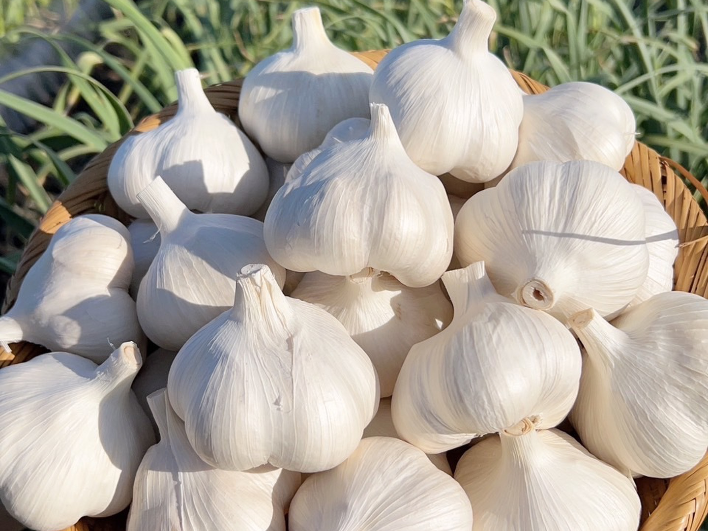 テレビで紹介📺✨】青森にんにく白玉王🧄 中小玉1キロ（月1000箱