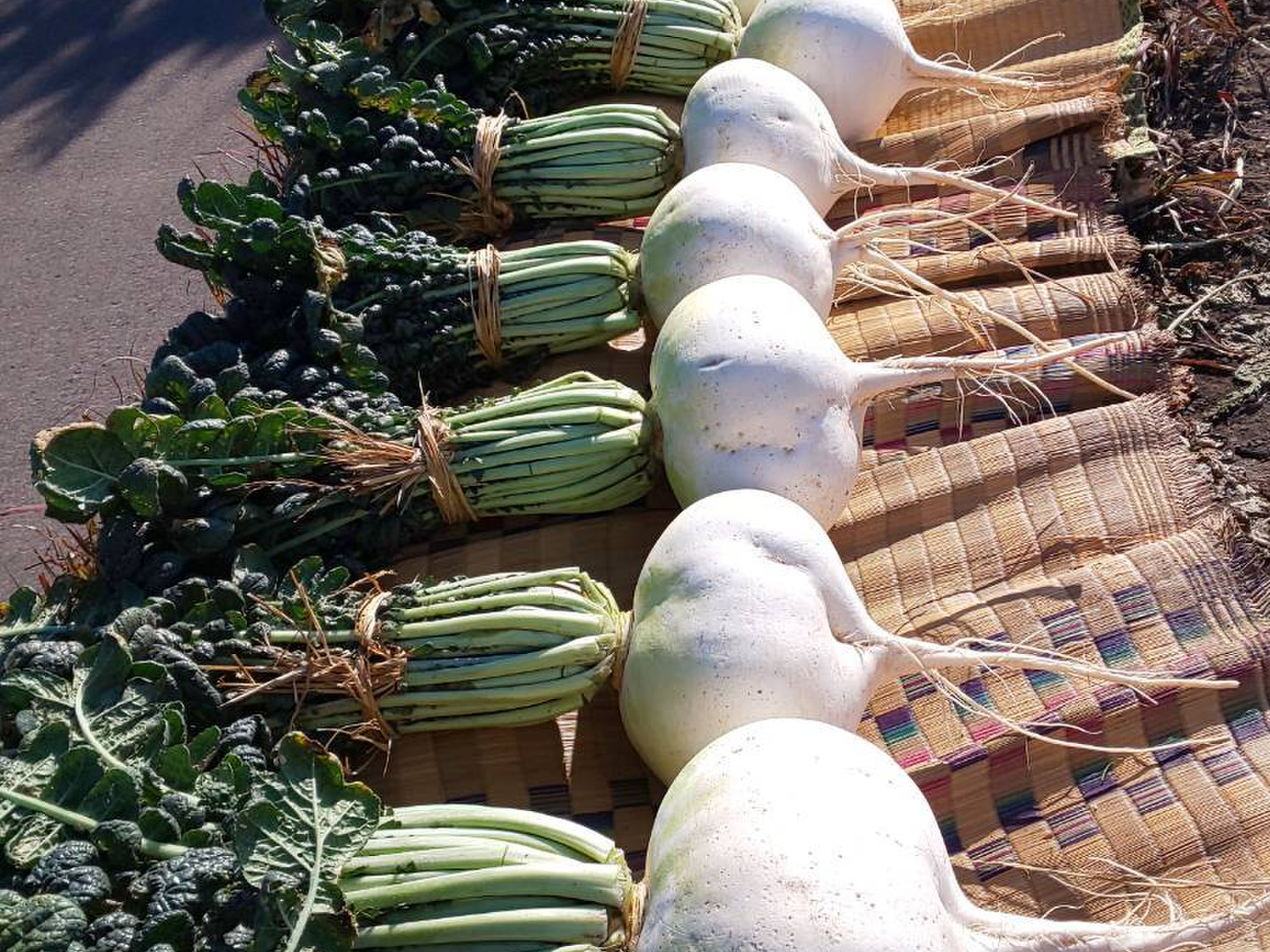 大根の葉 かい様 お陰様で2025年完売しました👨‍🌾 生でたべたら梨みたいな