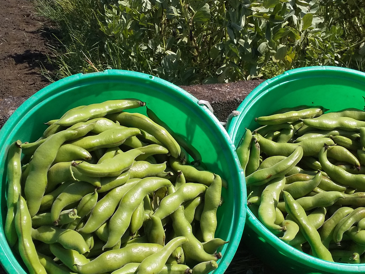 旬です‼️今だけ】そらまめ☆鞘付き約1.5kg：福岡県産のその他