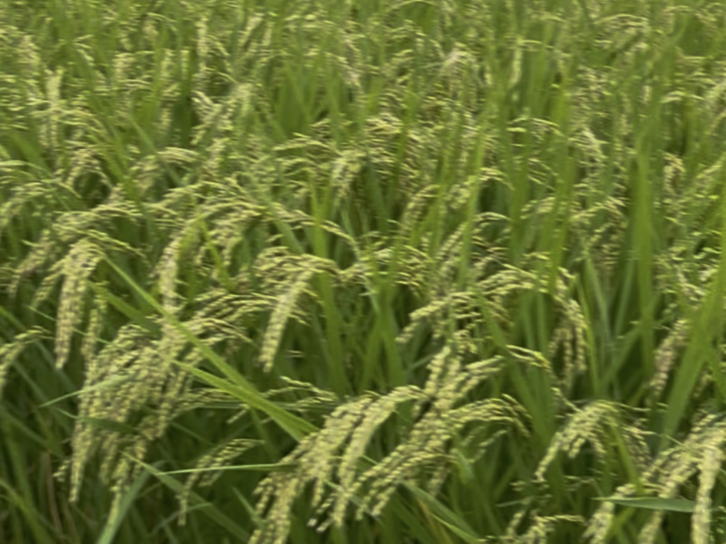 令和8年産新米】千葉市産コシヒカリ 無洗米4.5kg：千葉県産の