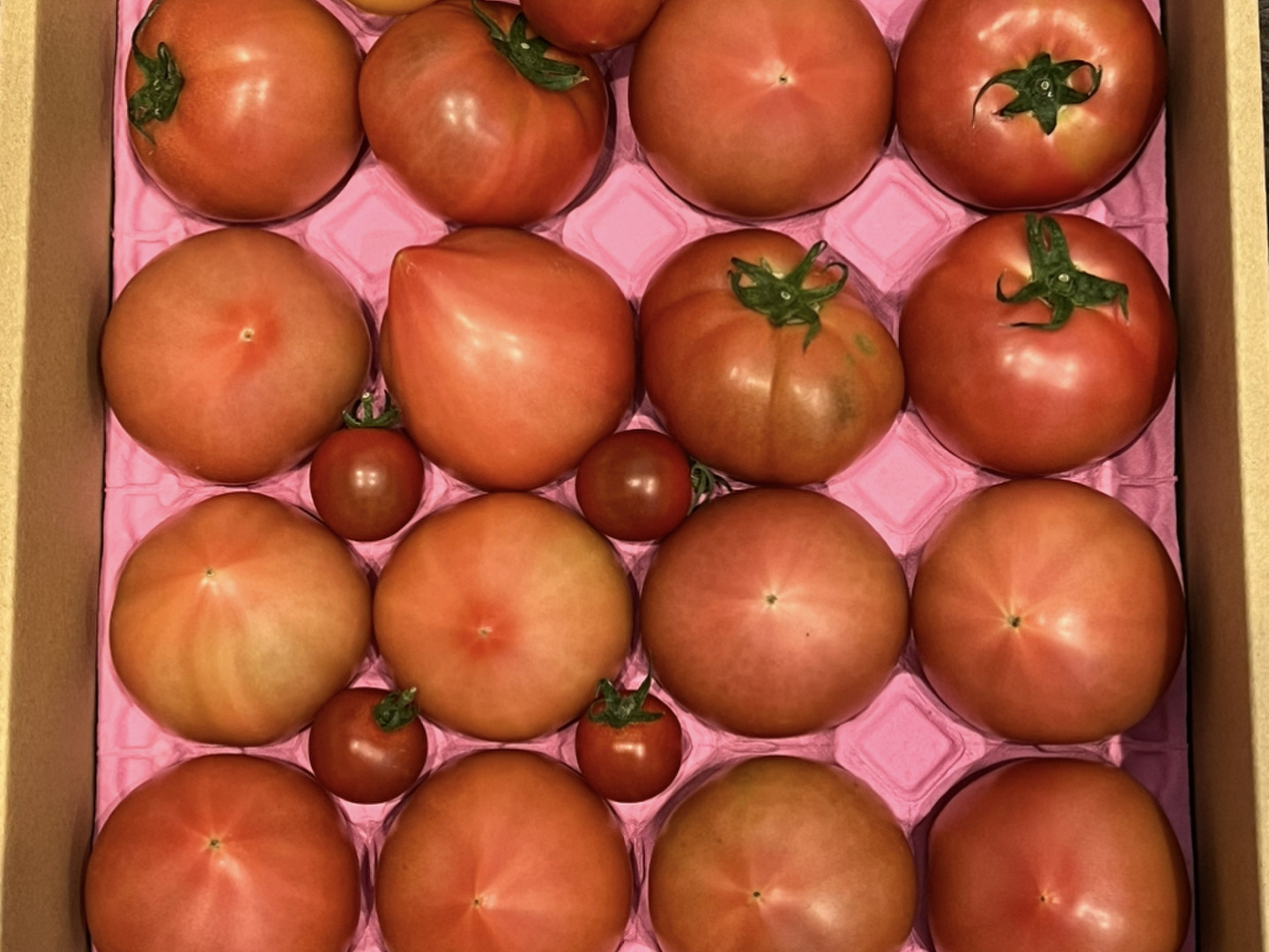人気の春夏 100％純トマト🍅4キロ箱【雪ちゃんトマト】桃太郎トマトL or M 野菜