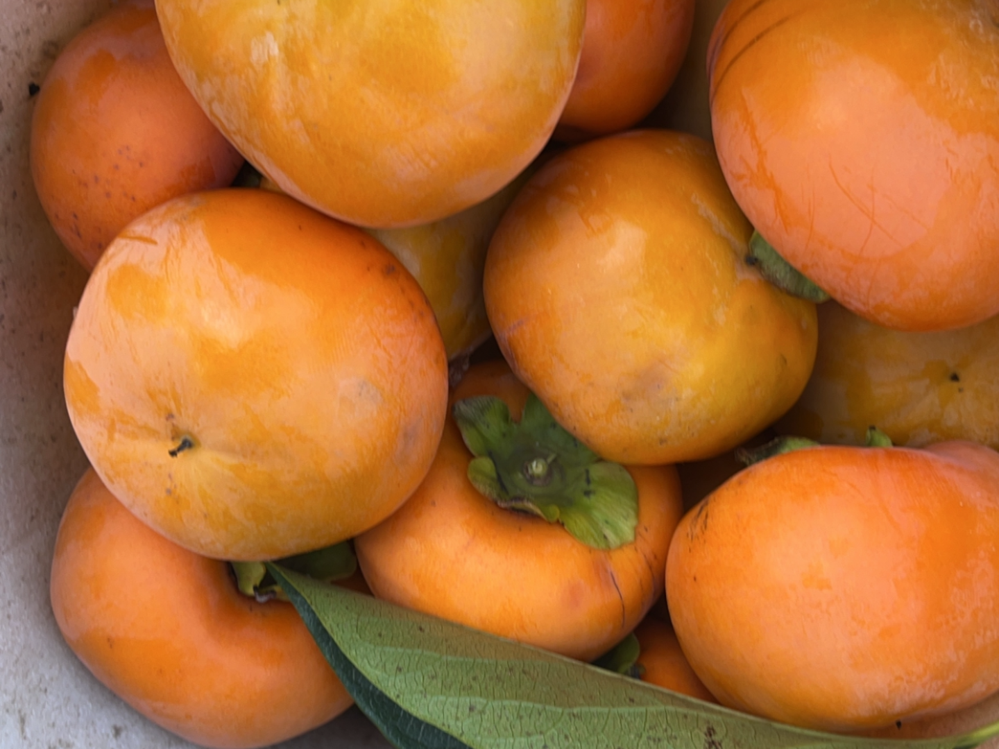 富有柿訳あり5kg】和歌山・橋本産のオレンジの宝石✨ 糖度最高レベルを