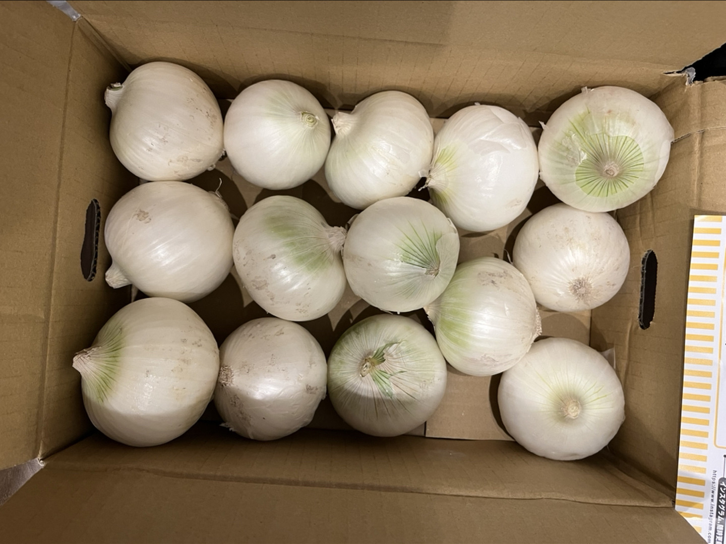 早生】白玉ねぎ苗▽ホワイトベアー500本