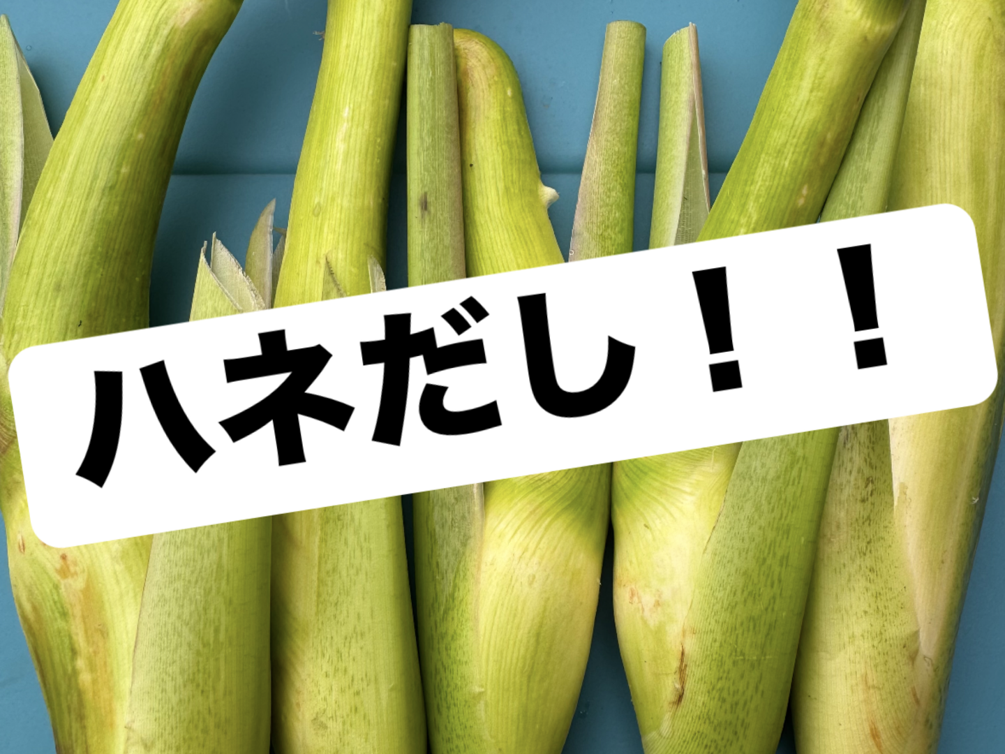 訳アリ！！【完全自然栽培】のマコモダケ 1キロ：長野県産のマコモダケ