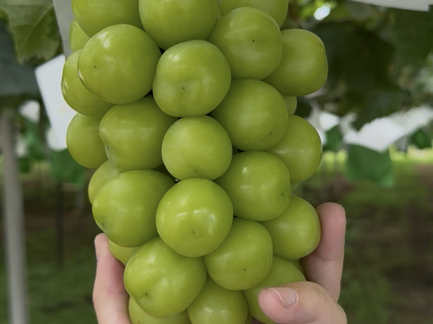 人気No.1✨【シャインマスカット】約1.2kg（2房入り）🍇山梨県笛吹市産