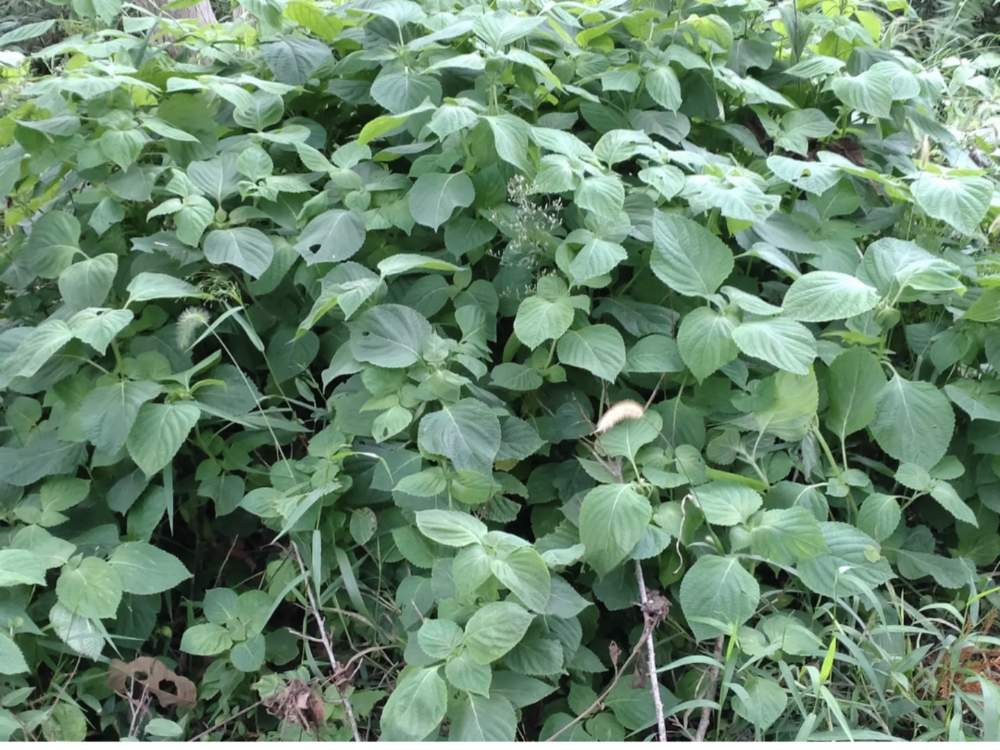 えごまの葉 えごまの葉 枝付きエゴマの葉 30枚☆※常温発送：石川県産の野菜
