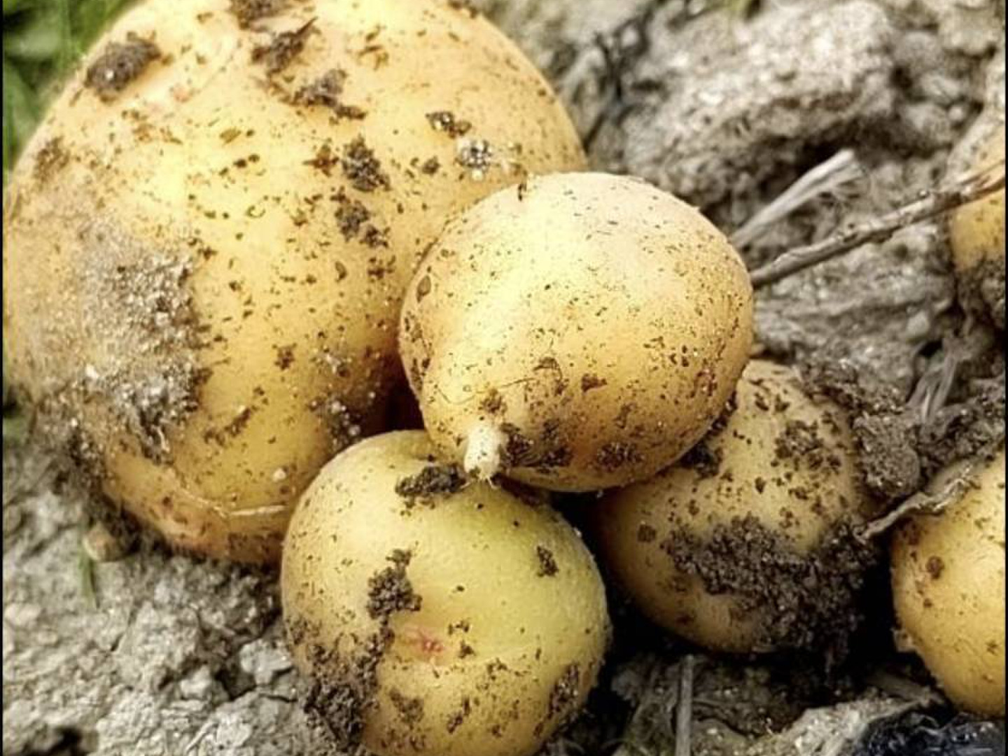 ホットなアイテム、ホットな節約 自然栽培新じゃがいも きたあかり』【農薬完全不使用 完全無肥料 野菜