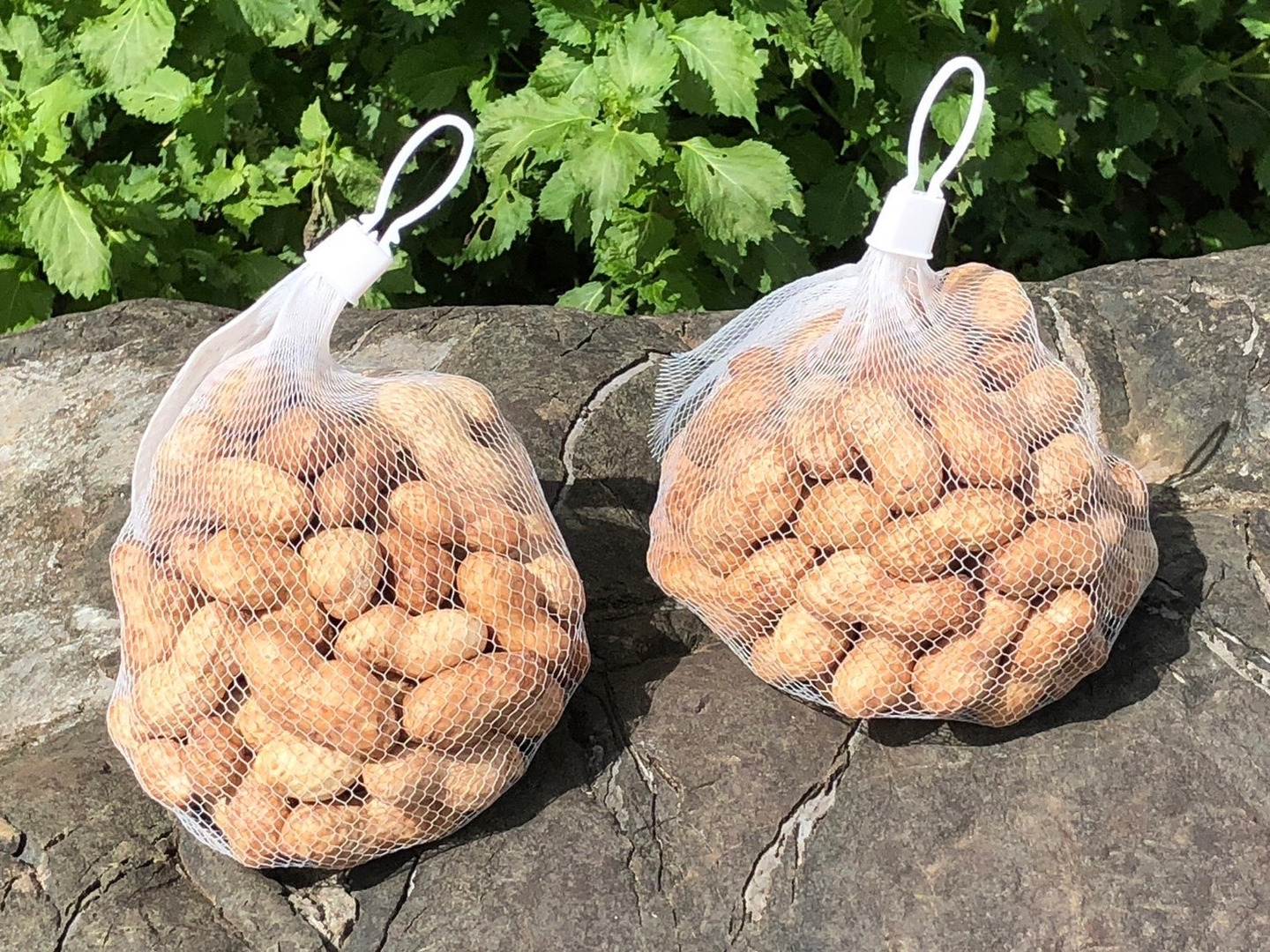 モロコシ　千葉県産 おおまさり 10kg 手むき 乾燥生落花生 モロコシ様専用 千葉県産 おおまさり 10kg 手むき 乾燥生落花生