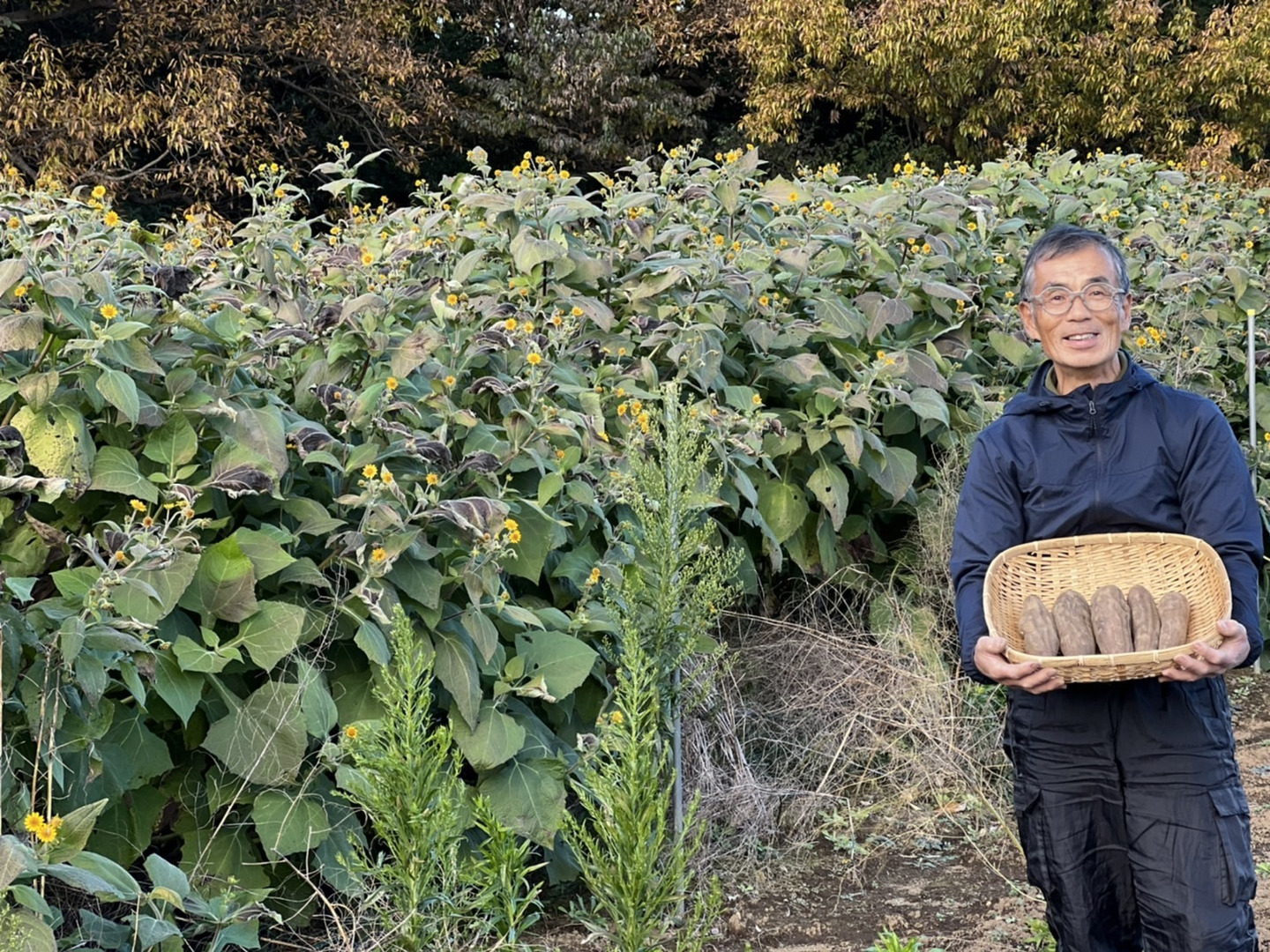 くまっこ農園さんの越冬ヤーコンは甘さをたっぷり蓄えた特別な