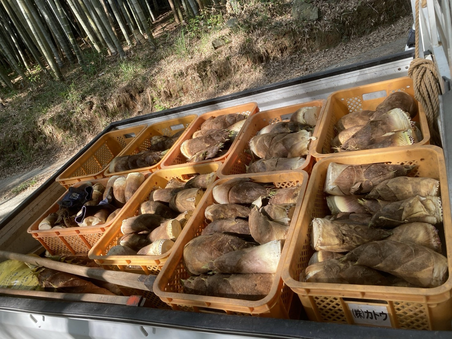朝掘タケノコ4㎏（3本〜5本）〜鮮度抜群、香り豊かで