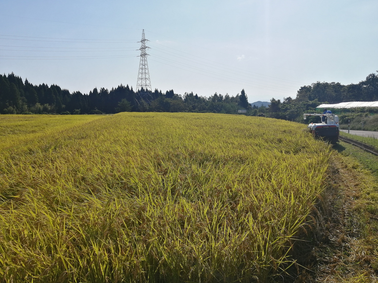 富山県産『コシヒカリ』精米5㎏(令和5年産):富山県産のお米 富山県産『コシヒカリ』精米5㎏(令和5年産):富山県産のお米